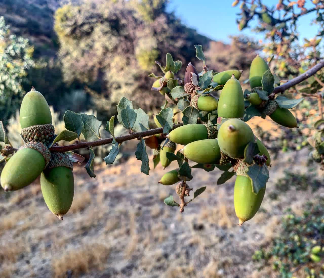Oak and acorns in the high desert