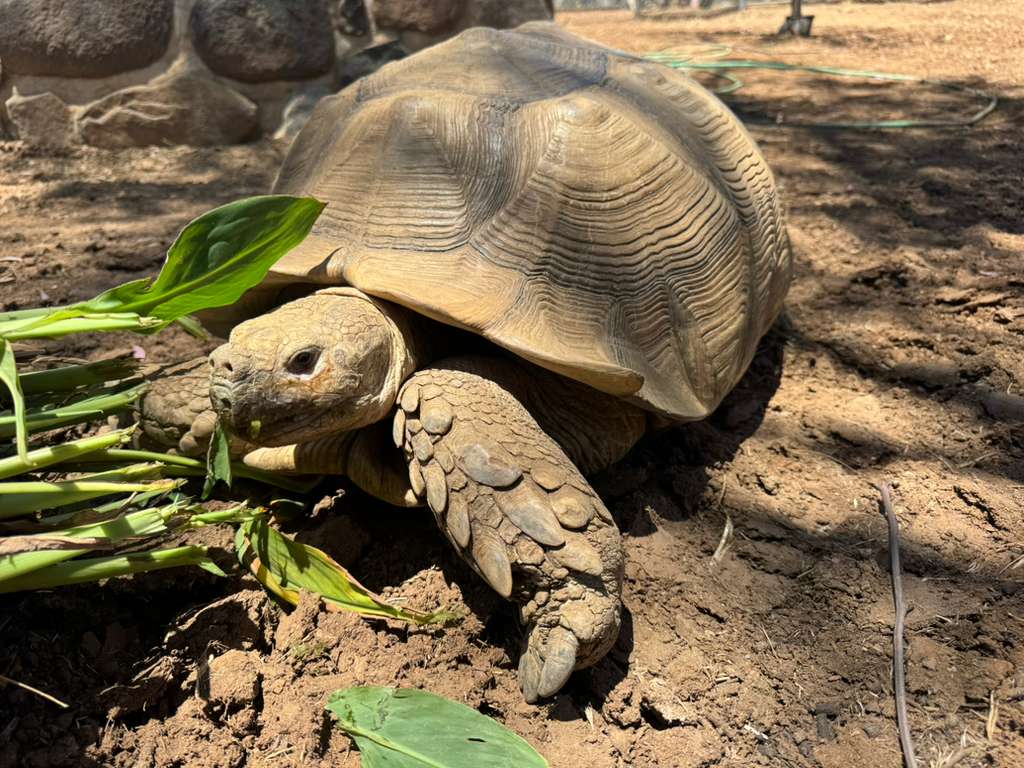 Our first resident, a sulcata tortoise